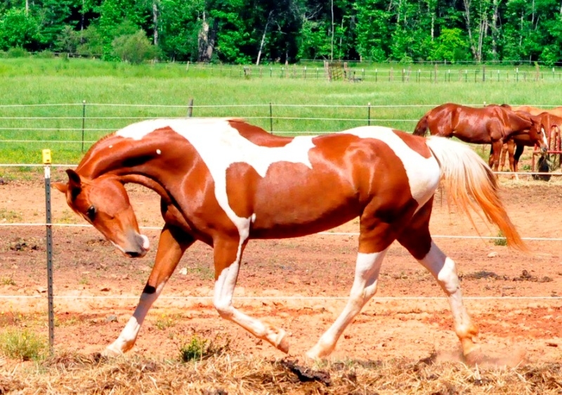 породистые кони