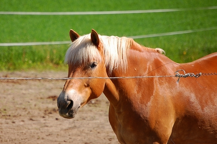 соловая масть лошади фото