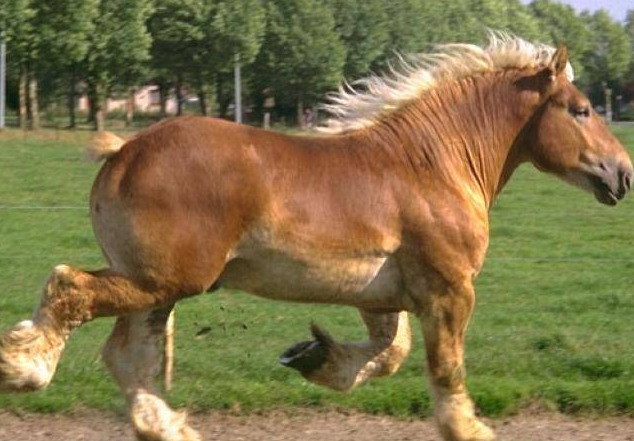 буланая масть