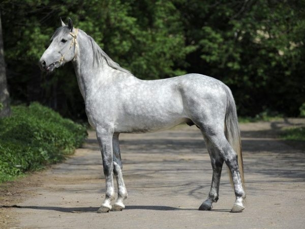 окрас лошадей названия