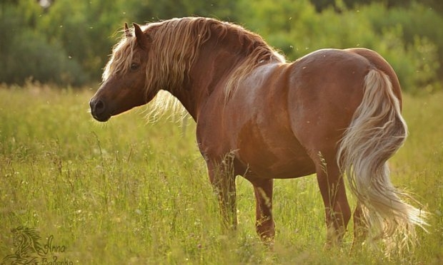 вороная масть лошади фото
