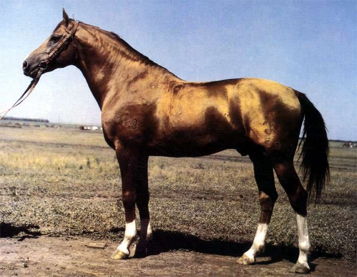 буланая масть