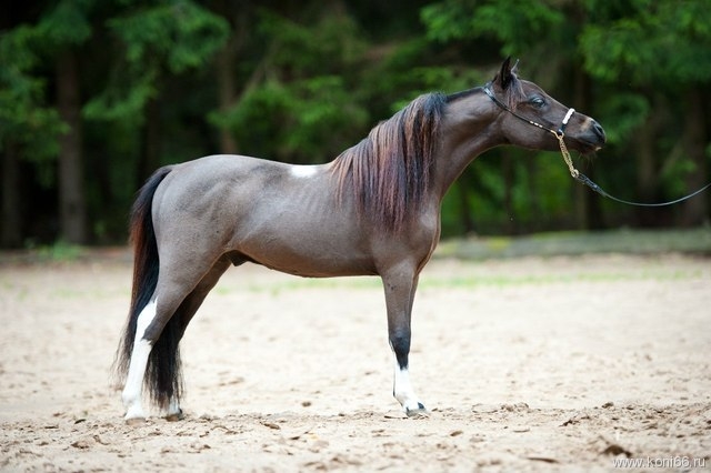 буланая масть