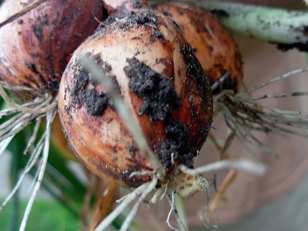 лук шалот выращивание и уход фото