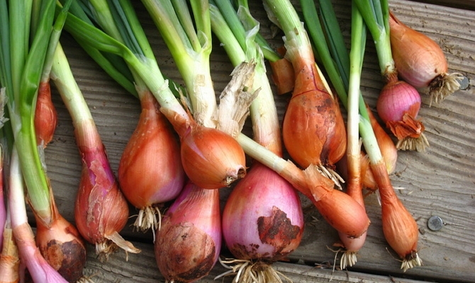 лук шалот выращивание и уход фото