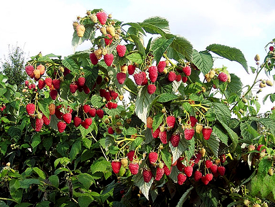 малина полька описание сорта фото