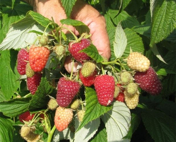 малина полька описание сорта фото