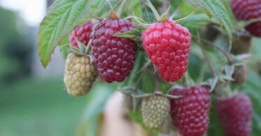 малина сорта Полька