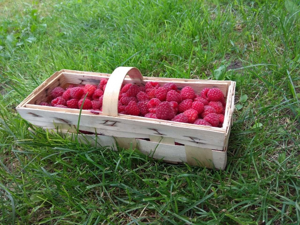 малина полька описание сорта фото