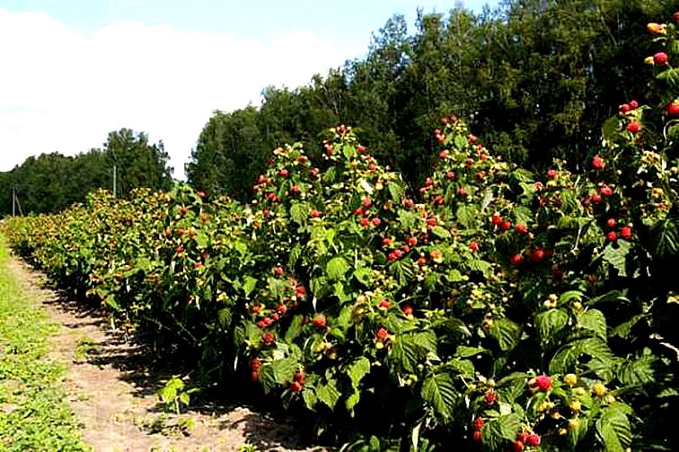 малина полька видео