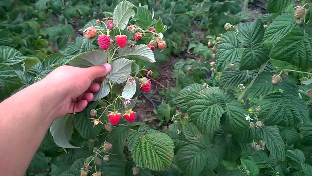 что такое ремонтантная малина