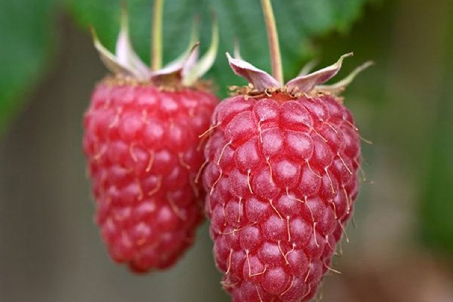 сорта малины крупноплодной