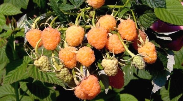 самые урожайные сорта малины ремонтантной