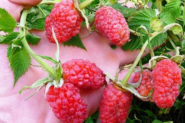 лучшие сорта ремонтантной малины с высоким урожаем