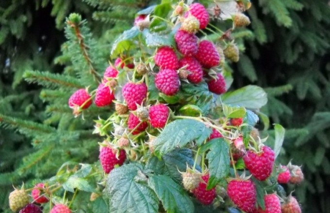 самые урожайные сорта малины ремонтантной