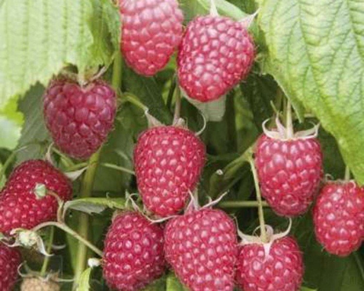 лучшие сорта ремонтантной малины с высоким урожаем