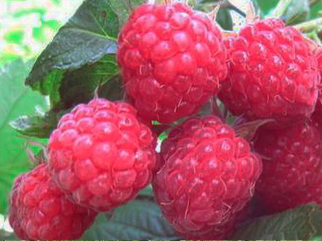 новые сорта малины