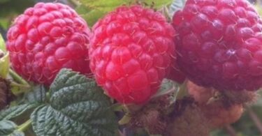 сорта ремонтантной малины