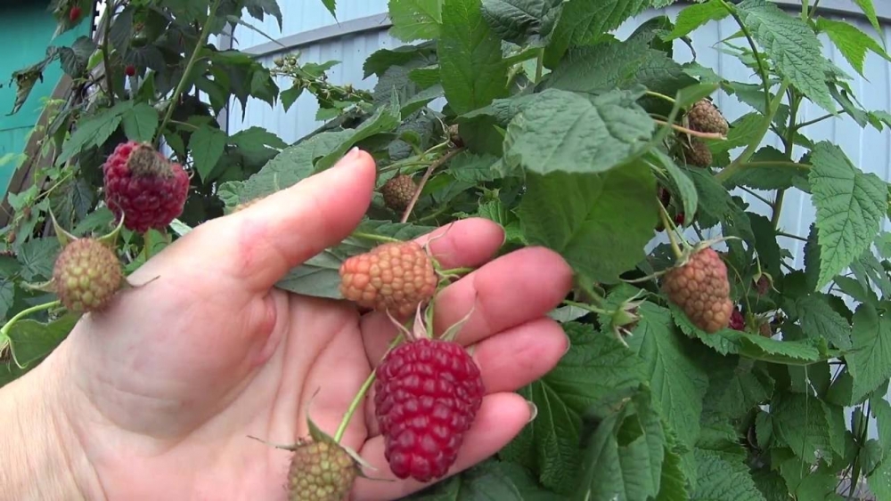 лучшие сорта ремонтантной малины с высоким урожаем