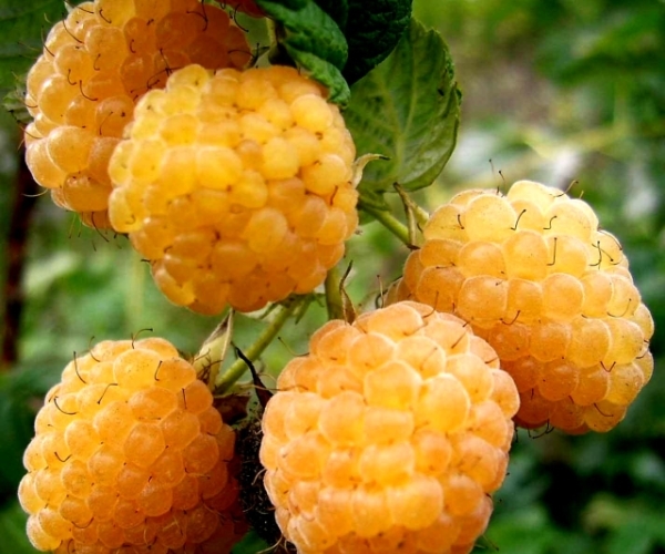 малина ремонтантная лучшие сорта