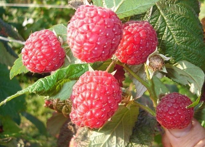 что такое ремонтантная малина