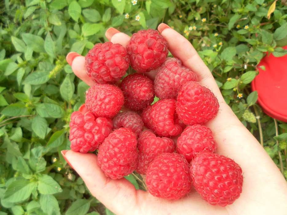 новые сорта малины