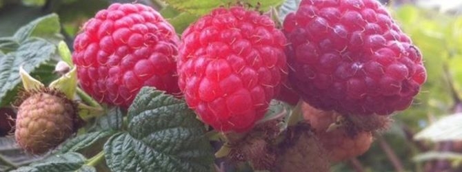 новые сорта малины