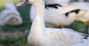 Утки муларды