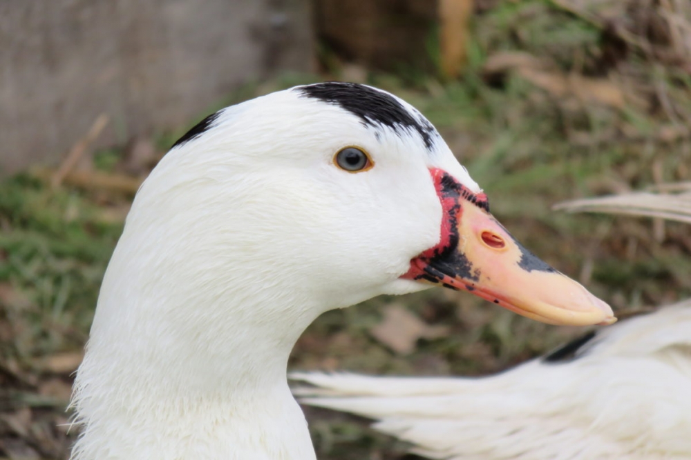 муларды фото описание