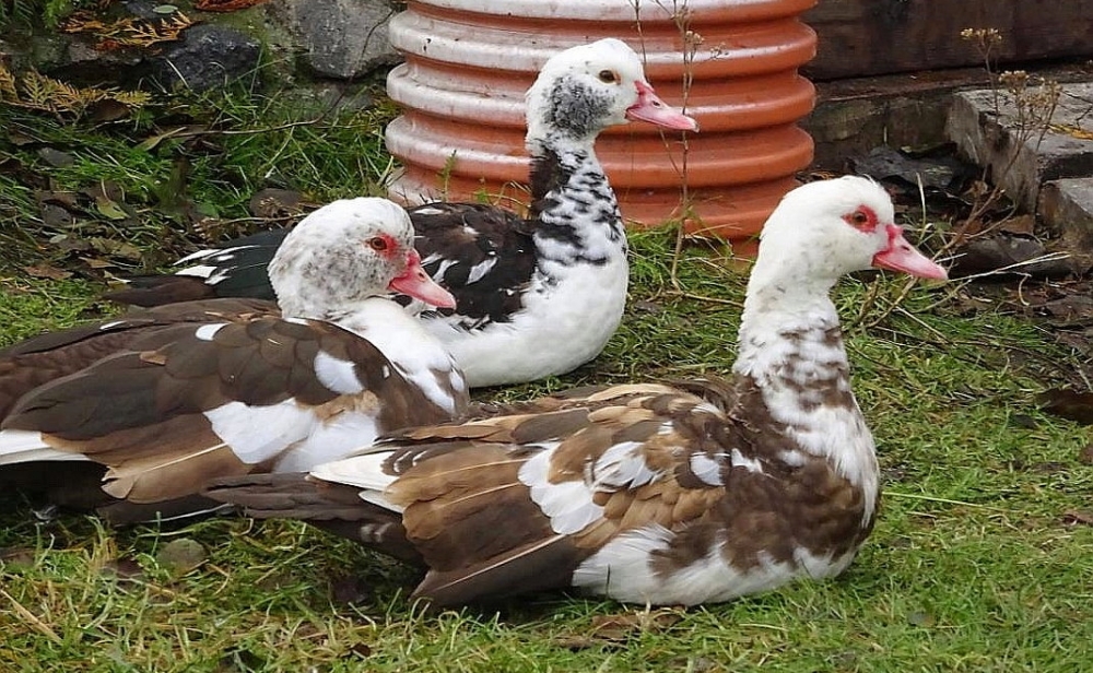 порода уток муларды