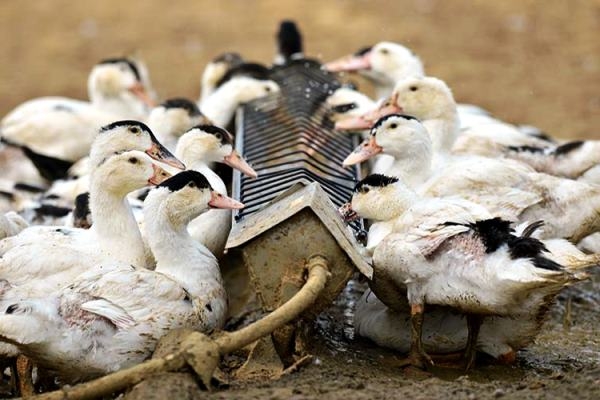 разведение мулардов в домашних условиях