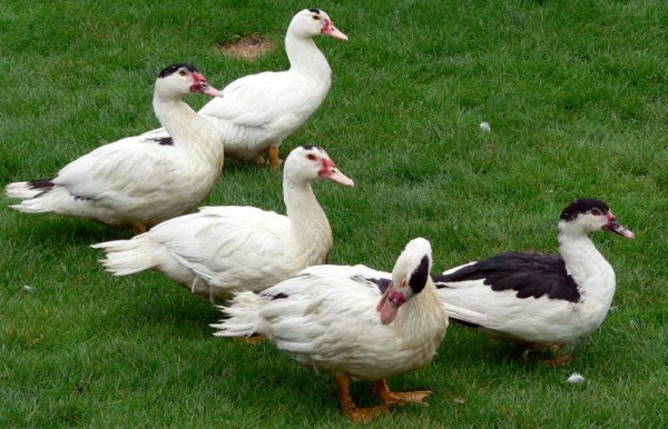 разведение мулардов в домашних условиях