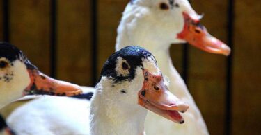 Разведение мулардов