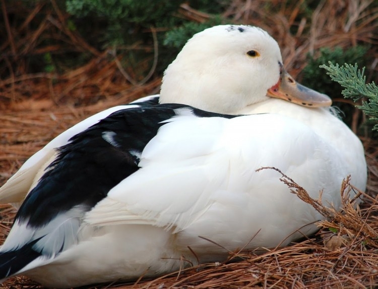 утка мулард их кормление и выращивание правильное