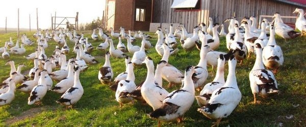 муларды вес взрослой утки