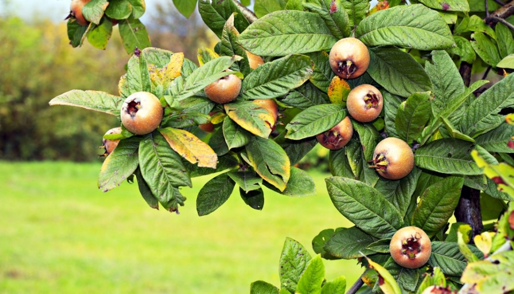 мушмула как вырастить на даче