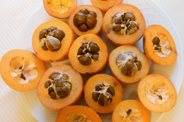 мушмула как вырастить в домашних условиях