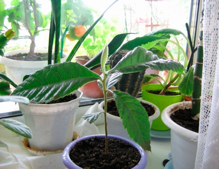 мушмула германская полезные свойства