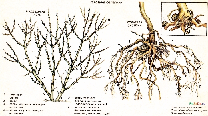 обрезка облепихи осенью