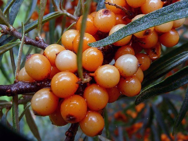 обрезка облепихи осенью