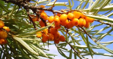 Посадка облепихи осенью