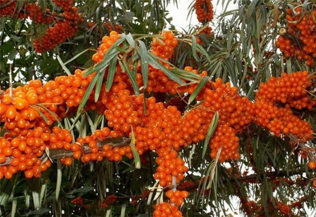 облепиха дерево или кустарник