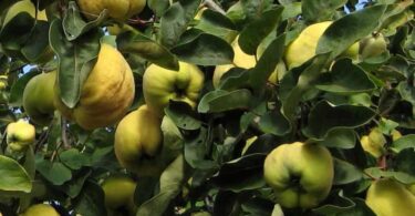 Уход за айвой осенью