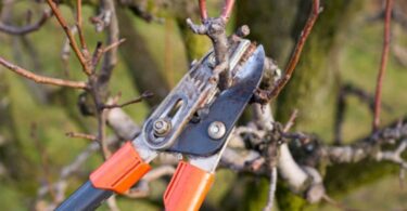 Обрезка черешни осенью