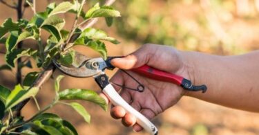 Обрезка яблони колоновидной осенью