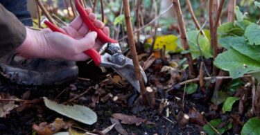 Обрезка малины осенью