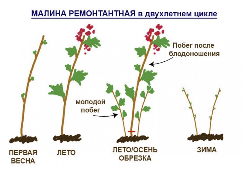 Схема обрезки малины