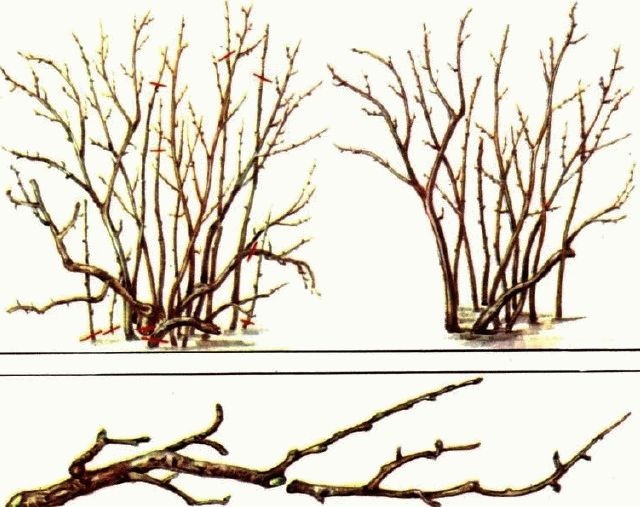 обрезка черной смородины осенью схема