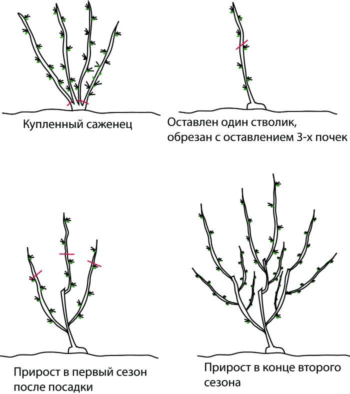 Обрезать нужное. Схема обрезки куста смородины. Обрезка саженцев смородины весной. Обрезать кусты смородины весной. Схема обрезки смородины осенью.