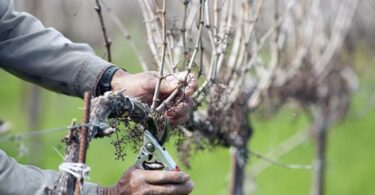 Обрезка винограда осенью для новичков